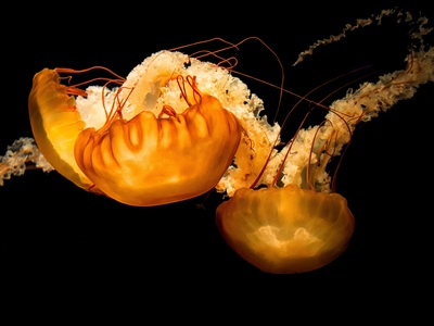 Golden Jellyfish