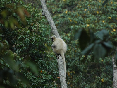 Golden Langur