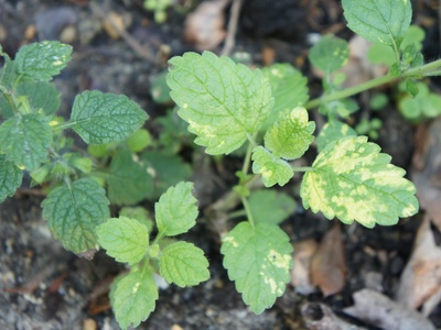 Golden Lemon Balm