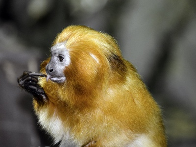 Golden lion tamarin