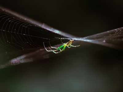 Golden orb-weaver