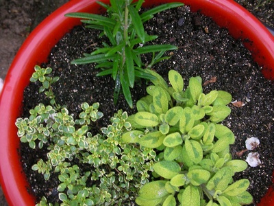 Golden Oregano
