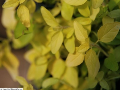 Golden oregano