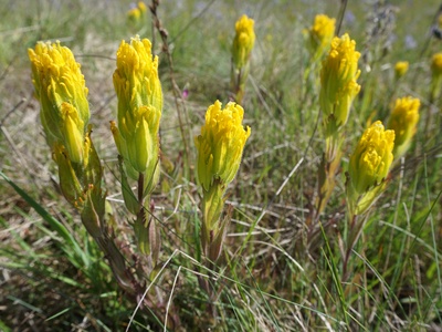 Golden Paintbrush