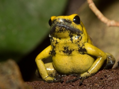 Golden poison frog