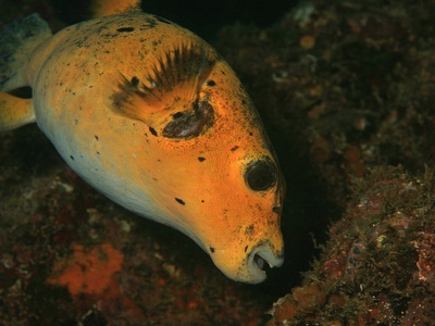 Golden puffer