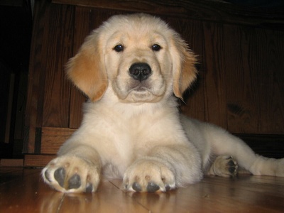 Golden retriever