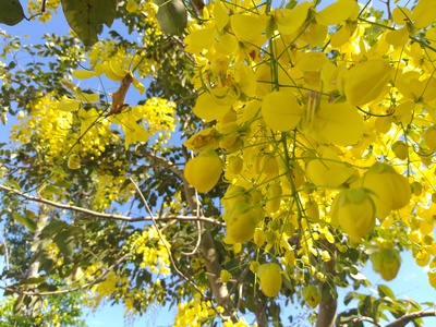 Golden shower