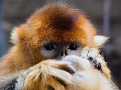 Golden snub-nosed monkey