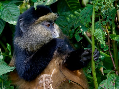 Golden snub-nosed monkey