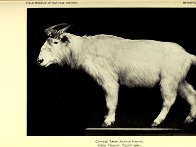Golden takin