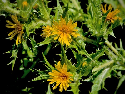 Golden Thistle