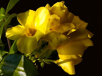 Golden trumpet