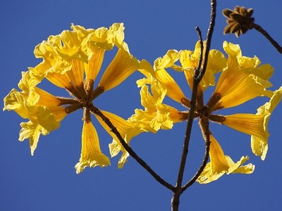 Golden Trumpet Tree