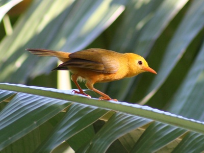 Golden White-eye