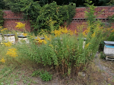 Goldenrod