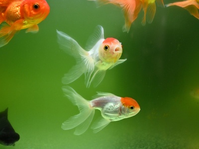 Goldfish