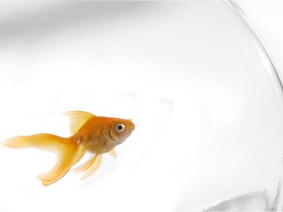 Goldfish