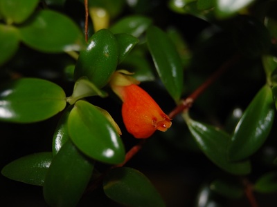 Goldfish Plant