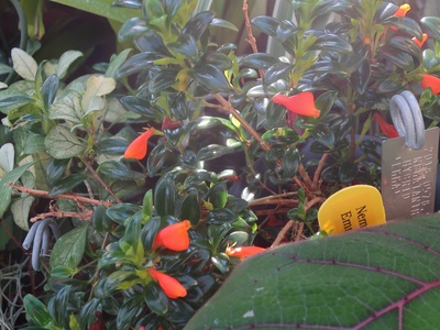 Goldfish plant