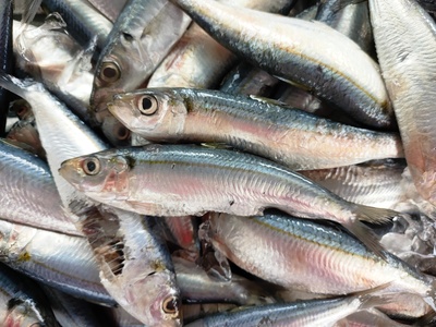 Goldstripe Sardinella