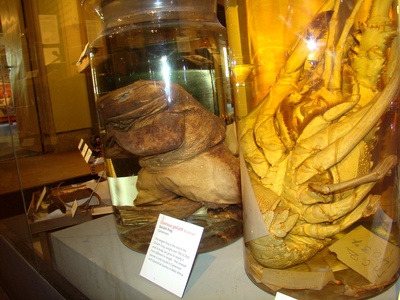Goliath Frog