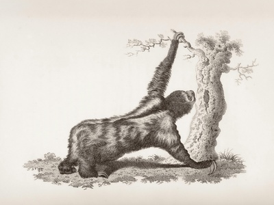 Goodfellow's Tree-kangaroo