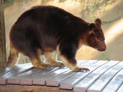Goodfellow's Tree-kangaroo