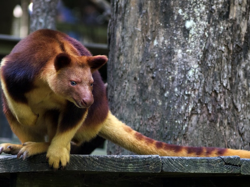 List of Rare Animals in Indonesia - Flora Fauna Fun