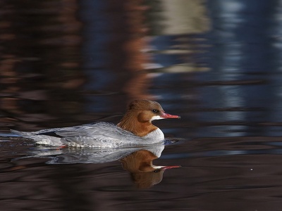 Goosander