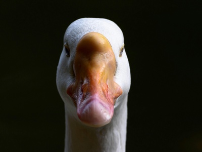 Goose
