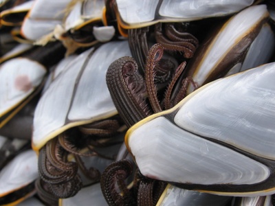 Goose barnacle