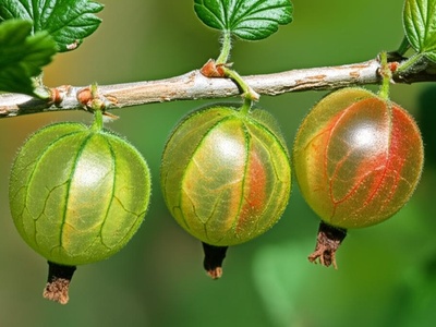 Gooseberry (local wild species)
