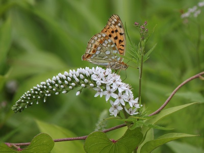 Gooseneck loosestrife