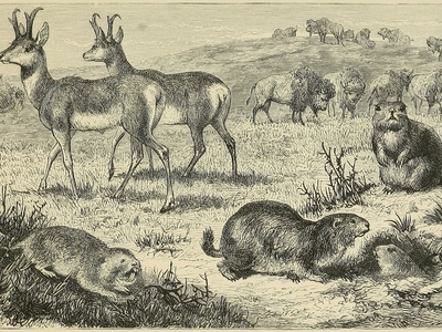 Gopher, Plains Pocket