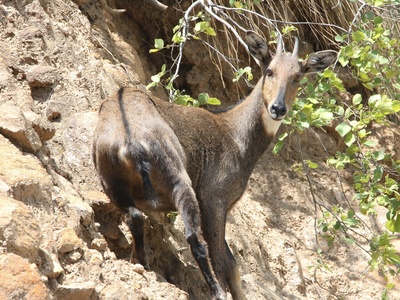 Goral, Himalayan