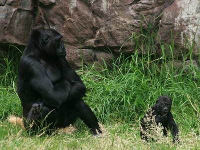 Gorilla