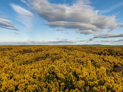 Gorse