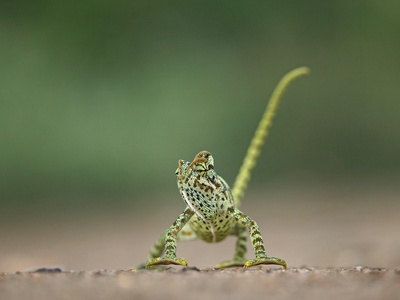 Graceful Chameleon