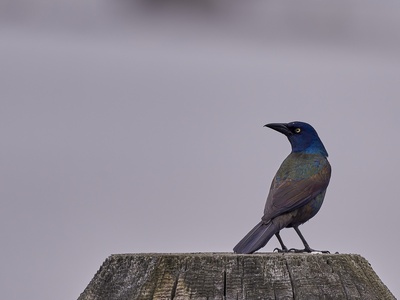 Grackle