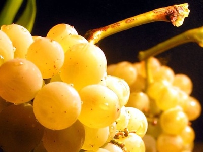 Grape