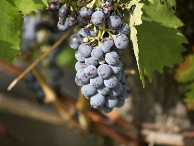 Grape (Uva)