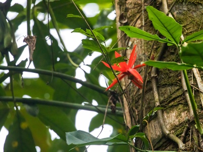 Grapeleaf Passionflower