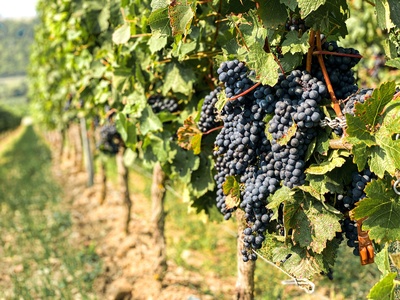 Grapevine