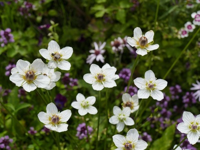 Grass-of-Parnassus
