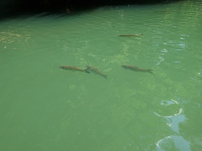 Grass carp