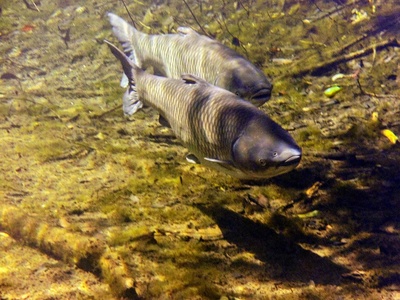 Grass carp