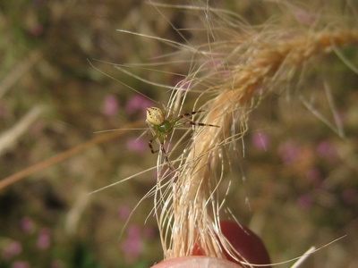 Grass Crab Spider