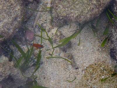Grass shrimp