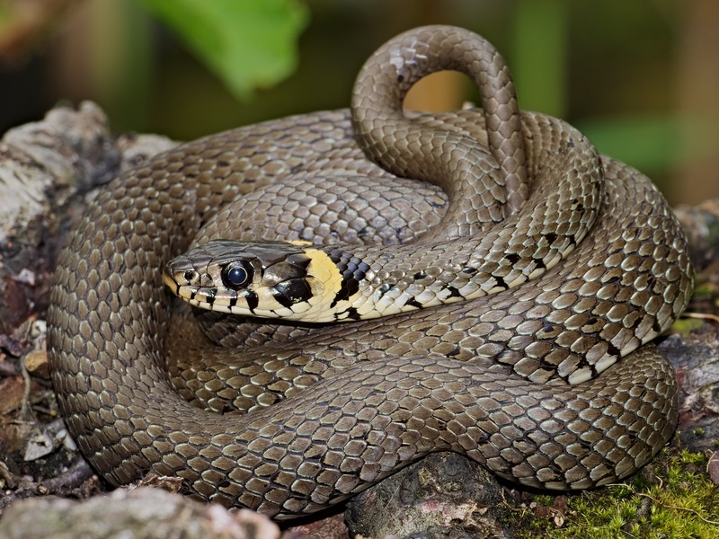 Visual Reference: List Of Wetland Snakes